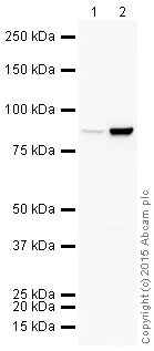 Western blot - HRP Anti-ELMO1 antibody [EPR12919] (AB204386)