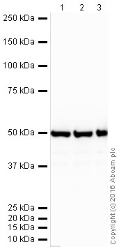 Western blot - HRP Anti-ENO1 + ENO2 + ENO3 antibody [EPR10863(B)] (AB206272), expandable thumbnail