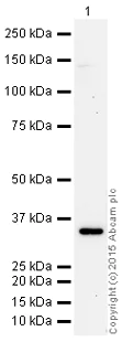 Western blot - HRP Anti-EpCAM antibody [EPR677(2)] (AB199521)