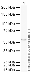 Western blot - HRP Anti-ERG antibody [EPR3864] (AB195514), expandable thumbnail