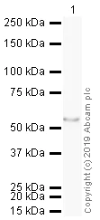 Western blot - HRP Anti-ERG antibody [EPR3864] (AB195514)