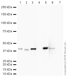 Western blot - HRP Anti-ERK2 antibody [E460] (AB205819)