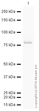 Western blot - HRP Anti-Ezrin antibody [EP886Y] (AB198522), expandable thumbnail