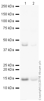 Western blot - HRP Anti-FABP4 antibody [EPR3579] (AB216528), expandable thumbnail