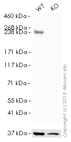 Western blot - HRP Anti-Fatty Acid Synthase antibody [EPR7466] (AB196854)