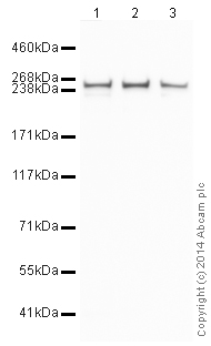 Western blot - HRP Anti-Fatty Acid Synthase antibody [EPR7466] (AB196854), expandable thumbnail