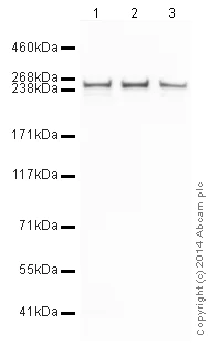 Western blot - HRP Anti-Fatty Acid Synthase antibody [EPR7466] (AB196854)