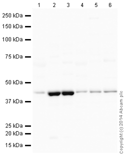 Western blot - HRP Anti-Fbx32 antibody [EPR9148(2)] (AB198958)