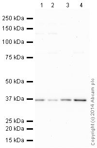 Western blot - HRP Anti-Fibrillarin antibody+Fibrillarin-like protein 1 [EPR10823(B)] - Nucleolar Marker (AB196980)