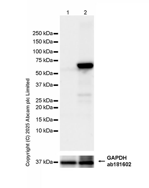 Western blot - HRP Anti-Firefly Luciferase antibody [EPR17789] - N-terminal (AB324031), expandable thumbnail