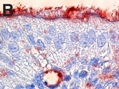 Immunohistochemistry (Formalin/PFA-fixed paraffin-embedded sections) - HRP Anti-Fluorescein antibody (AB19492)