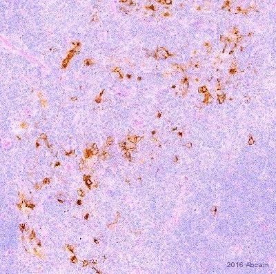 Immunohistochemistry (Formalin/PFA-fixed paraffin-embedded sections) - HRP Anti-Fluorescein antibody (AB6656)