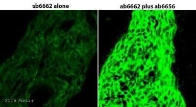 Immunohistochemistry (Frozen sections) - HRP Anti-Fluorescein antibody (AB6656)