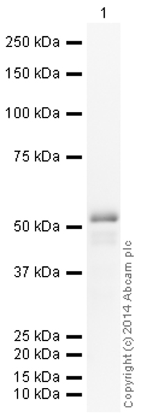 Western blot - HRP Anti-FOXA2 antibody [EPR4466] (AB193880)