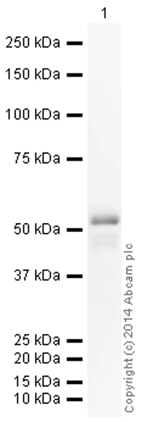 Western blot - HRP Anti-FOXA2 antibody [EPR4466] (AB193880)