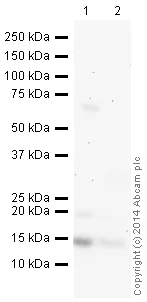 Western blot - HRP Anti-Frataxin antibody [17A11] (AB197964)