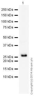 Western blot - HRP Anti-G-CSF antibody [EPR3203(N)(B)] (AB199457), expandable thumbnail