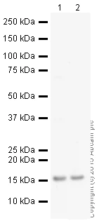 Western blot - HRP Anti-GABARAP+GABARAPL1+GABARAPL2 antibody [EPR4805] (AB201813)