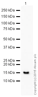Western blot - HRP Anti-Galectin 1 antibody [EPR3205] (AB203476)