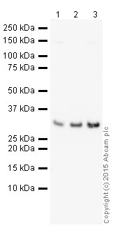 Western blot - HRP Anti-Galectin 3 antibody [EP2775Y] (AB202553), expandable thumbnail