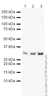 Western blot - HRP Anti-Galectin 3 antibody [EP2775Y] (AB202553)