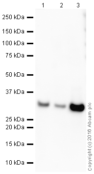 Western blot - HRP Anti-Galectin 3 antibody [EPR2774] (AB208719)