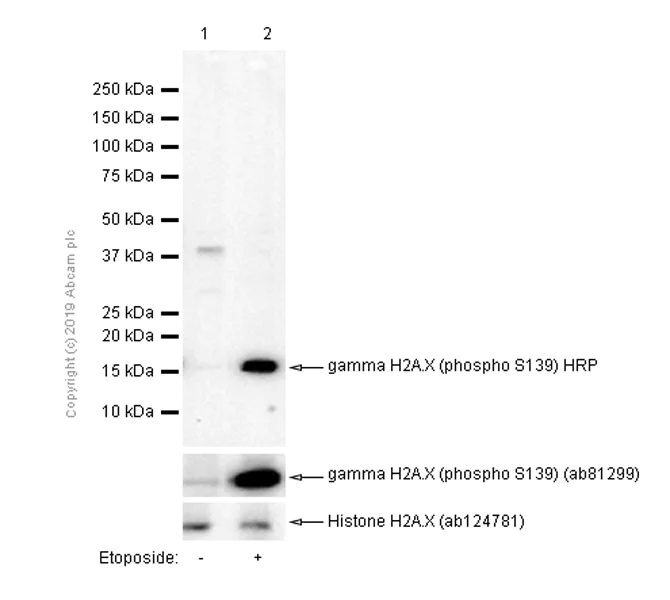 Anti-gamma H2A.X (phospho S139) HRP antibody [EP854(2)Y] (ab195190