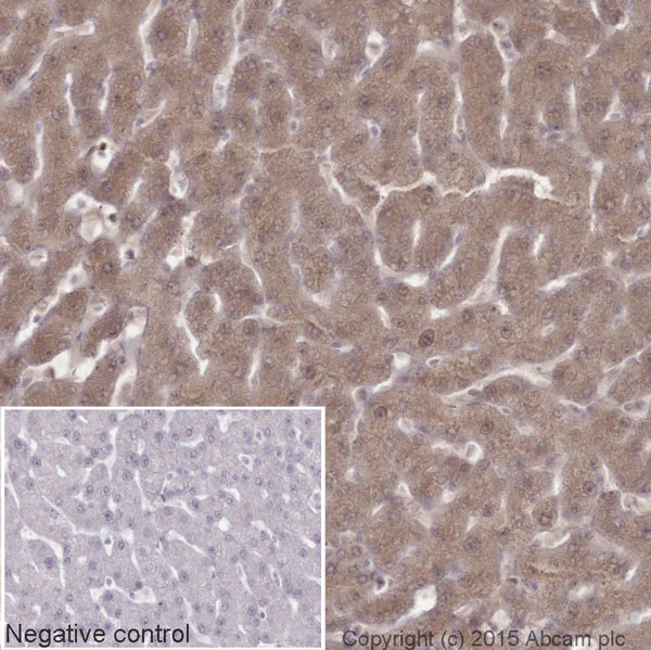 Immunohistochemistry (Formalin/PFA-fixed paraffin-embedded sections) - HRP Anti-GAPDH antibody [3E8AD9] - Loading Control (AB198306)