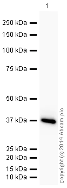 Western blot - HRP Anti-GAPDH antibody [3E8AD9] - Loading Control (AB198306)