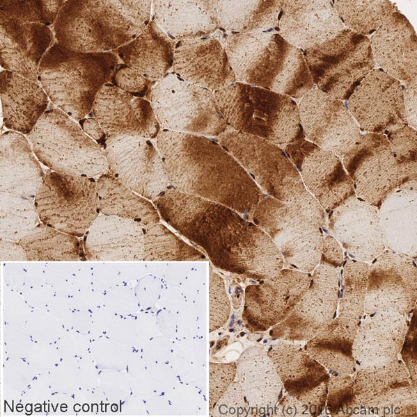 Immunohistochemistry (Formalin/PFA-fixed paraffin-embedded sections) - HRP Anti-GAPDH antibody [EPR16884] - Loading Control (AB204481)