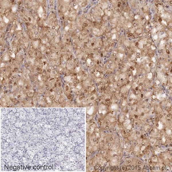 Immunohistochemistry (Formalin/PFA-fixed paraffin-embedded sections) - HRP Anti-GAPDH antibody [EPR16891] - Loading Control (AB201822)