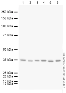 Western blot - HRP Anti-GAPDH antibody [EPR16891] - Loading Control (AB201822)