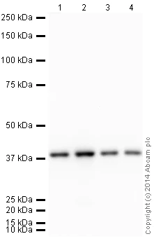 Western blot - HRP Anti-GAPDH antibody [EPR6256] - Loading Control (AB185059)