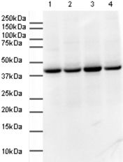HRP Anti-GAPDH antibody - Loading Control