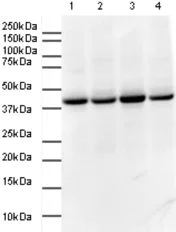 Western blot - HRP Anti-GAPDH antibody - Loading Control (AB9385)