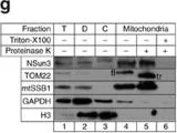 Western blot - HRP Anti-GAPDH antibody [mAbcam 9484] - Loading Control (AB9482)