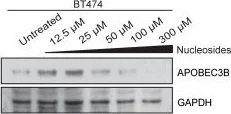 Western blot - HRP Anti-GAPDH antibody [mAbcam 9484] - Loading Control (AB9482)