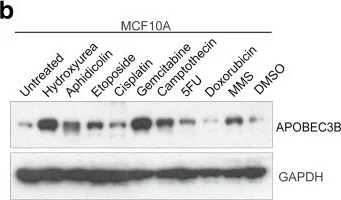 Western blot - HRP Anti-GAPDH antibody [mAbcam 9484] - Loading Control (AB9482)