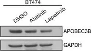 Western blot - HRP Anti-GAPDH antibody [mAbcam 9484] - Loading Control (AB9482)