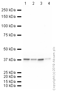 Western blot - HRP Anti-GAPDH antibody [mAbcam 9484] - Loading Control (AB9482), expandable thumbnail