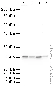 Western blot - HRP Anti-GAPDH antibody [mAbcam 9484] - Loading Control (AB9482)