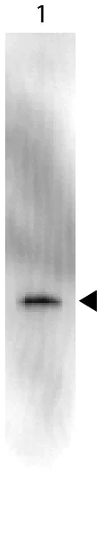 Western blot - HRP Anti-GFP antibody (AB6663)