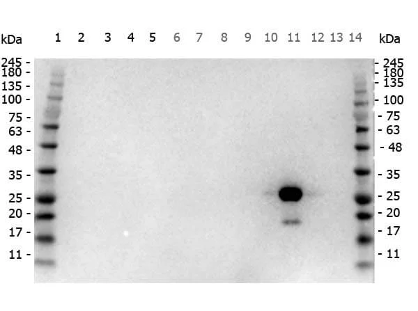 Western blot - HRP Anti-GFP antibody (AB6663)