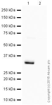 Western blot - HRP Anti-GFP antibody [E385] (AB190584)