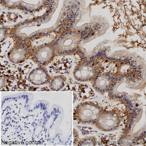Immunohistochemistry (Formalin/PFA-fixed paraffin-embedded sections) - HRP Anti-Glucose Transporter GLUT1 antibody [EPR3915] (AB195021)