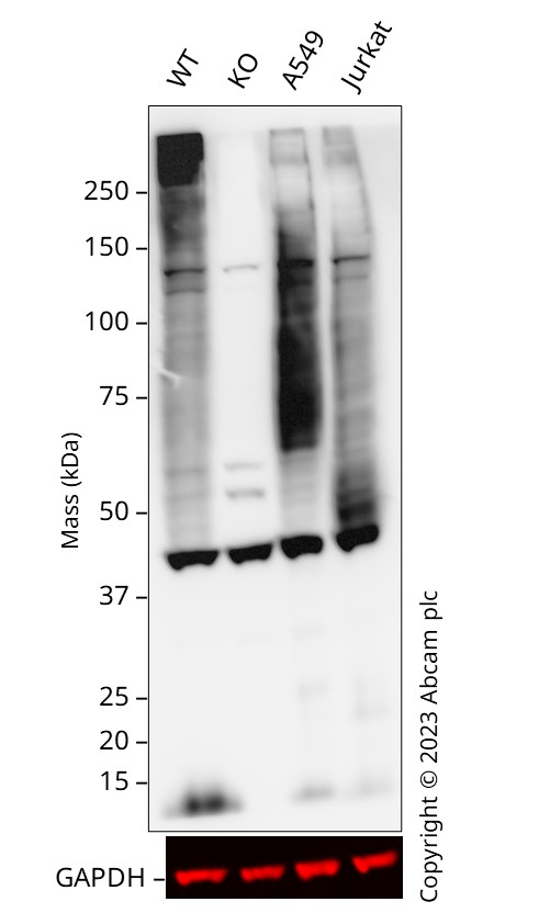 Western blot - HRP Anti-Glucose Transporter GLUT1 antibody [EPR3915] (AB195021), expandable thumbnail