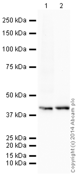 Western blot - HRP Anti-Glucose Transporter GLUT1 antibody [EPR3915] (AB195021), expandable thumbnail