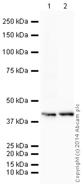 Western blot - HRP Anti-Glucose Transporter GLUT1 antibody [EPR3915] (AB195021)