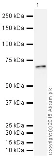 Western blot - HRP Anti-Glutaminase antibody [EP7212] (AB200408)