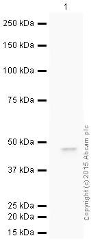 Western blot - HRP Anti-Glutamine Synthetase antibody [EPR13022(B)] (AB199198)